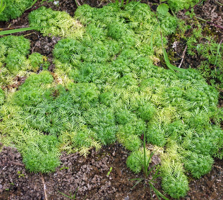 Хотония болотная (Турча болотная) (Hottonia palustris)