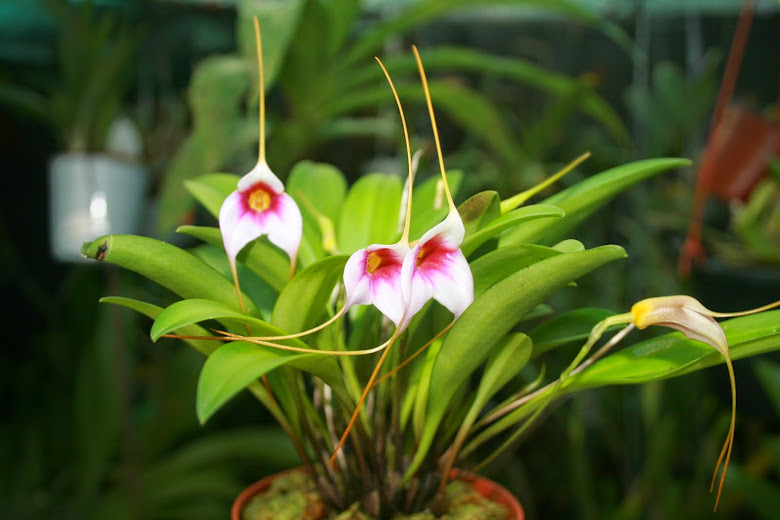 Masdevallia inconnu IMG_4458