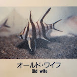 old wife fish at the Shinagawa Aquarium in Shinagawa, Japan 
