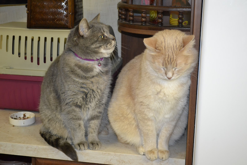 Поговорим о кошках36