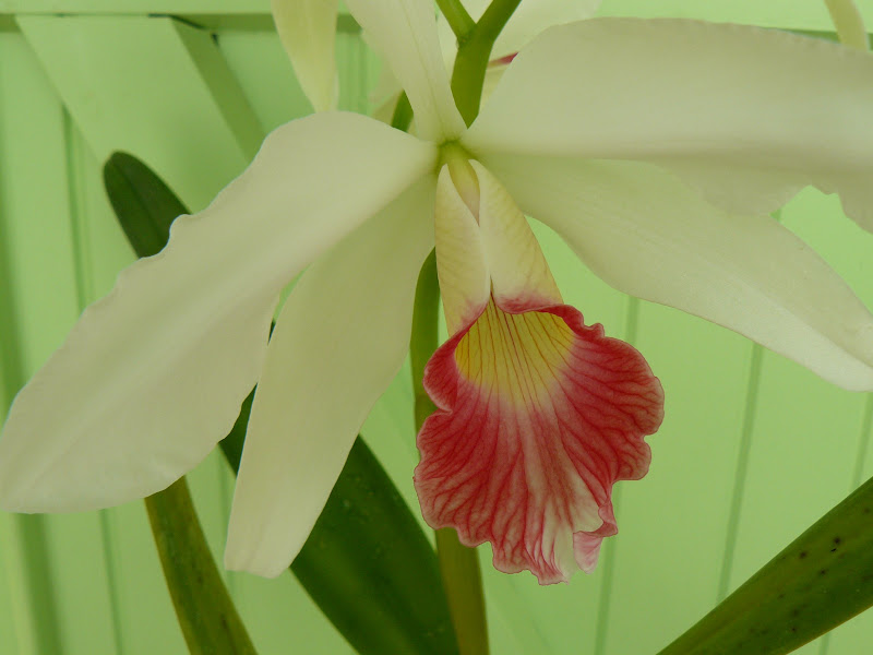 Cattleya (Laelia) purpurata f. carnea P1050708