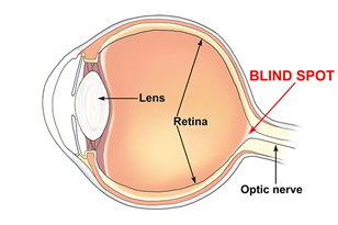 What is the blind spot of the eye?