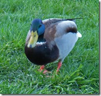 New visitor in backyard....a duck