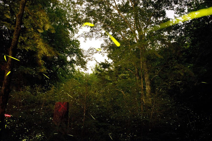 O ritual sincronizado dos vaga-lumes do Tennessee