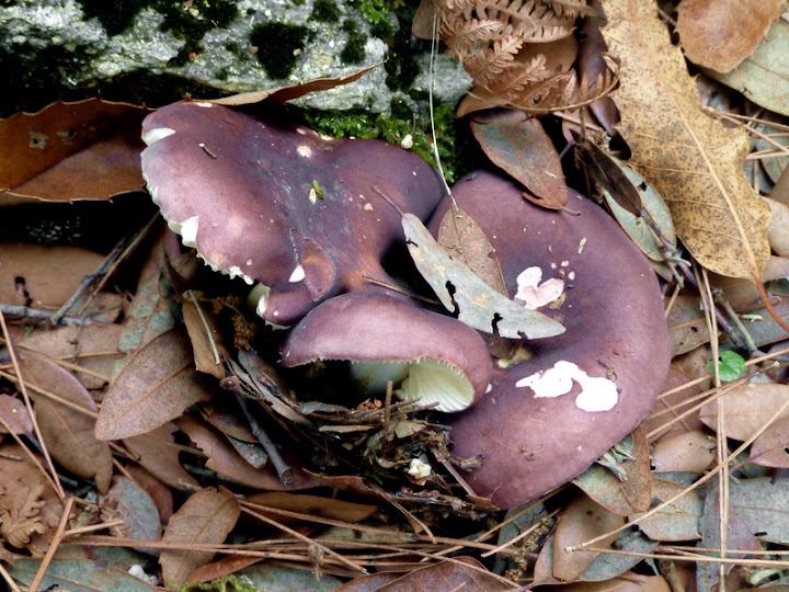 Russula sp.