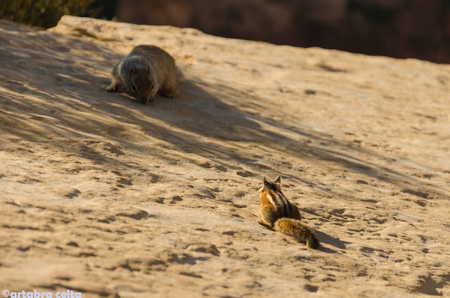 ANGELS LANDING TRAIL EN ZION N.P. (UTAH, USA), Excursiones-USA (23)