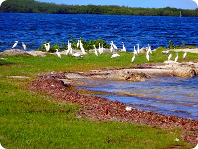 Ibis