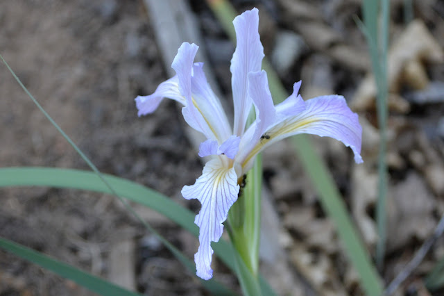 iris with ants