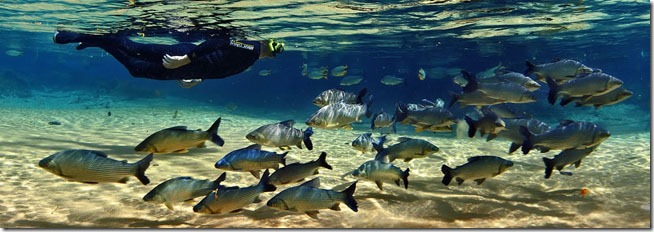 Flutuação entre os peixes em Bonito é o programa principal