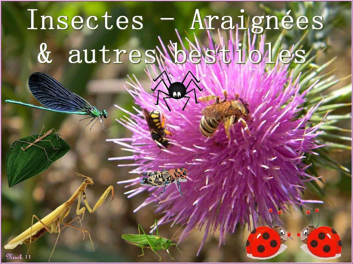 VITRINE JUILLET 2015 00%2Binsectes%2BARG.11F%2B064%2BCamping%2Bcpf