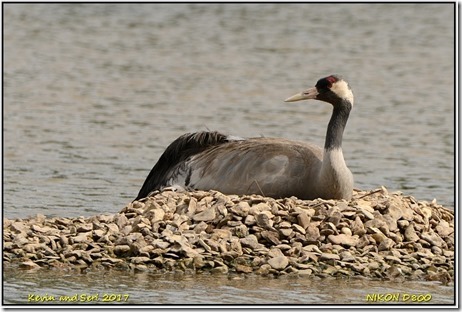 Slimbridge WWT - May