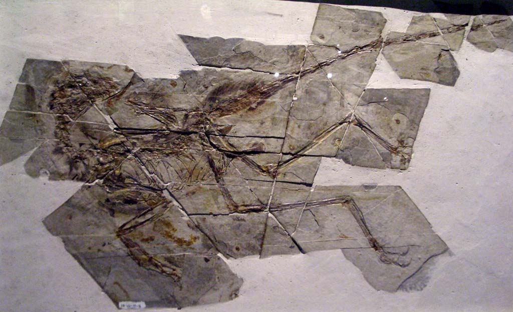 파일:external/upload.wikimedia.org/Sinornithosaurus_millenii_2.jpg