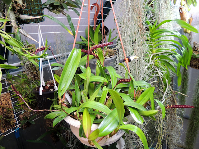 Bulbophyllum falcatum DSCN2574