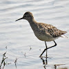 Wood Sandpiper