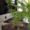 Asparagus Fern