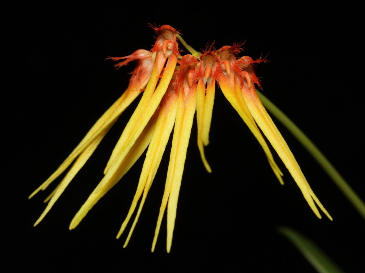 Bulbophyllum hirundinis IMG_4610%2B%28copie%29