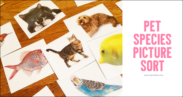 Pet Species Picture Sort