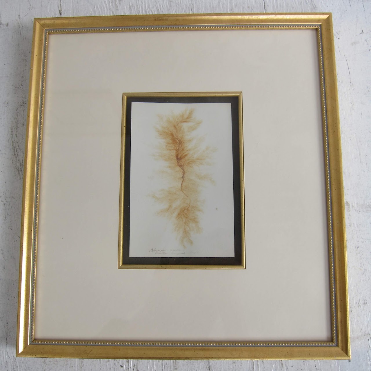 Framed Antique Herbarium Lot