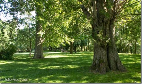 Parque Arantzadi - Chopo y plátano