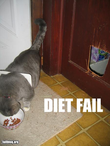 photo of a fat cat that broke through a cat door to eat