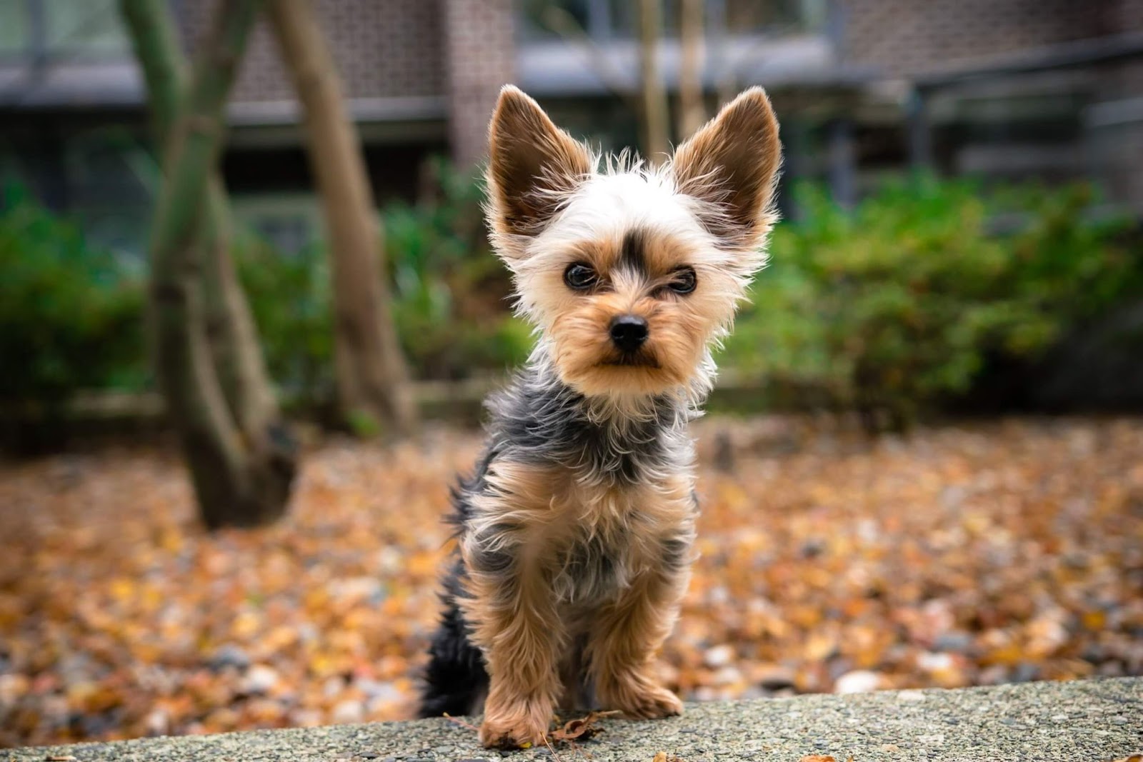 What Do Yorkies Like To Play With? 
