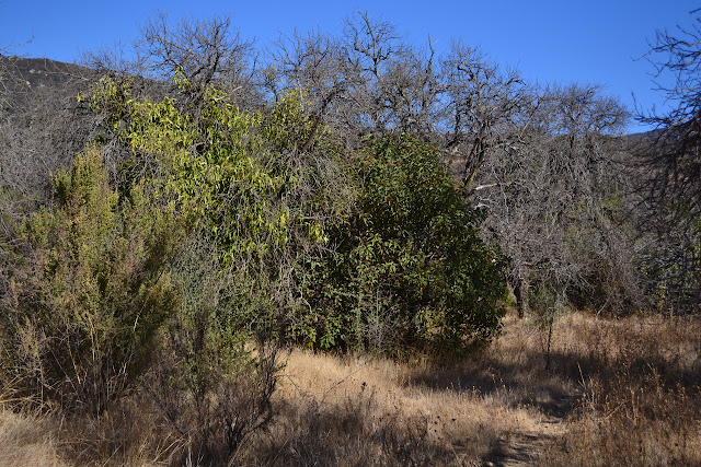 many dead trees all in a row with natives starting up around them