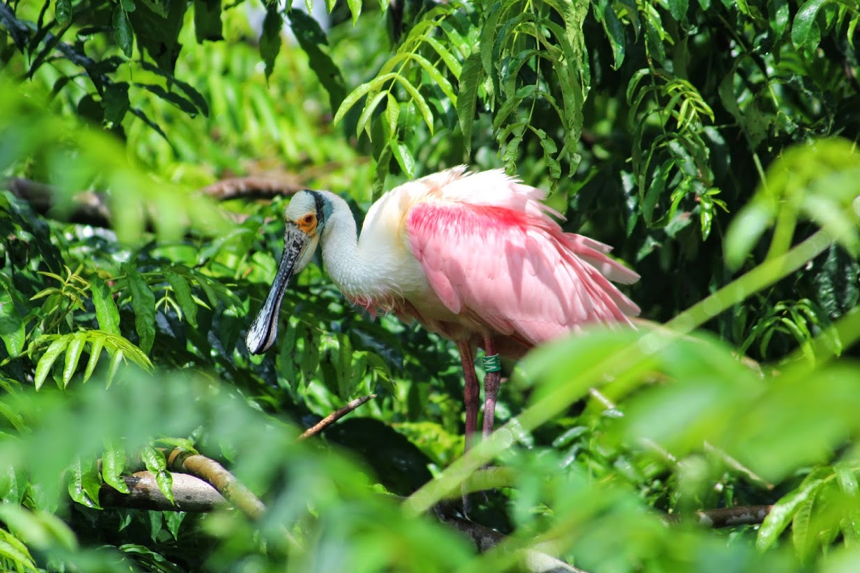 Parc des oiseaux IMG_0262