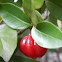 Brazilian cherry