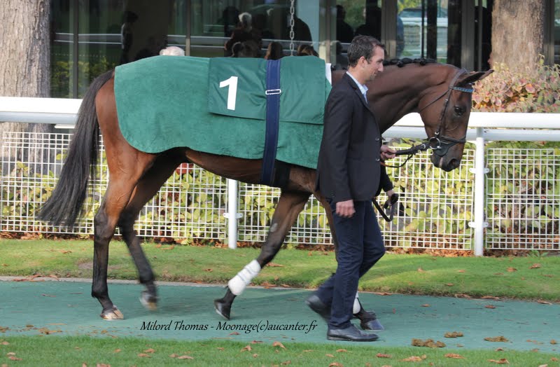 Photos Auteuil 11-10-2015 IMG_5512