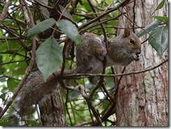 Squirell's Lunch