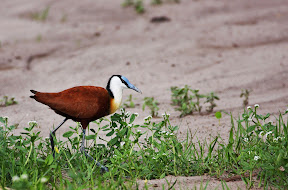 Jacana, Botswana