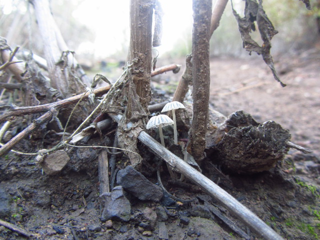 tiny mushrooms among the hardy stems