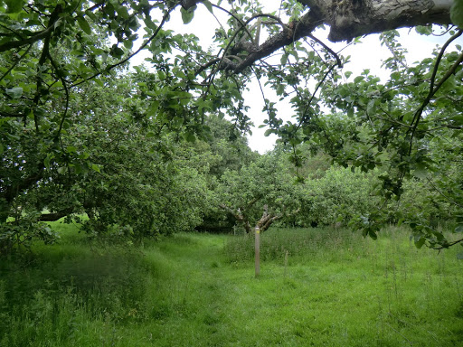 CIMG1908 Through an orchard, Capel