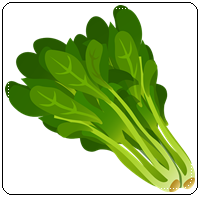 คำศัพท์ภาษาอังกฤษ_spinach_Vegetable