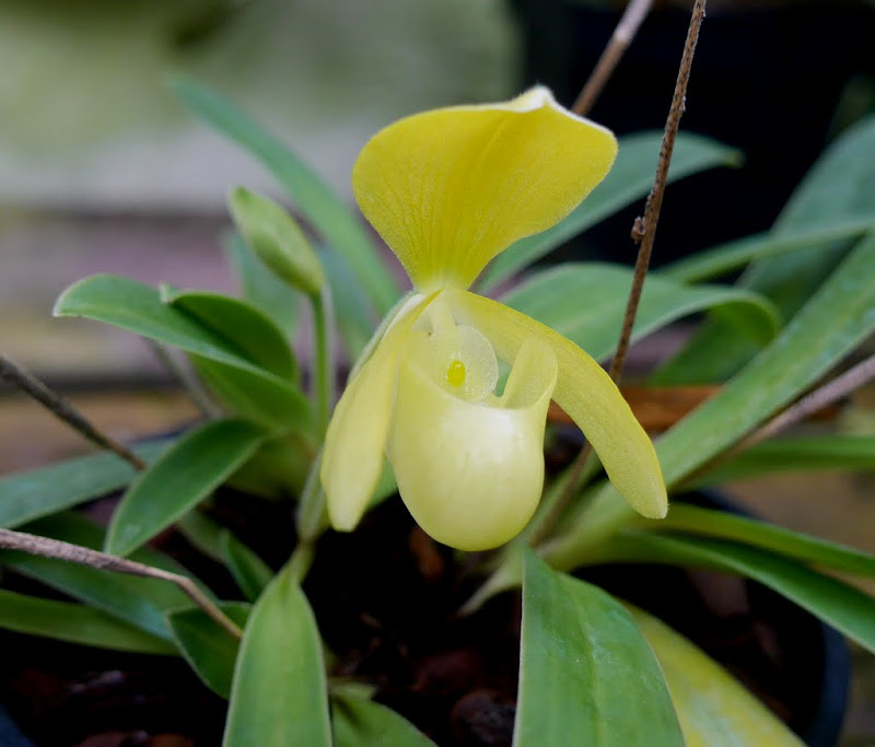 Paphiopedilum helenae f. aureum P1060739