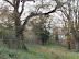 Path through Carleton Carrs