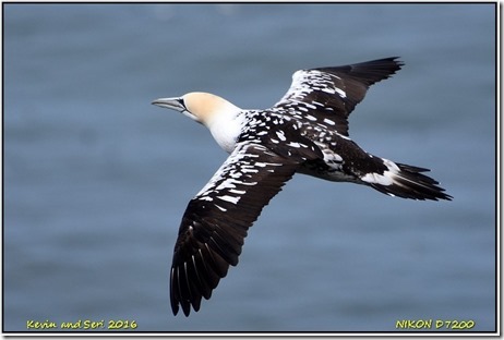 Bempton Cliffs - May