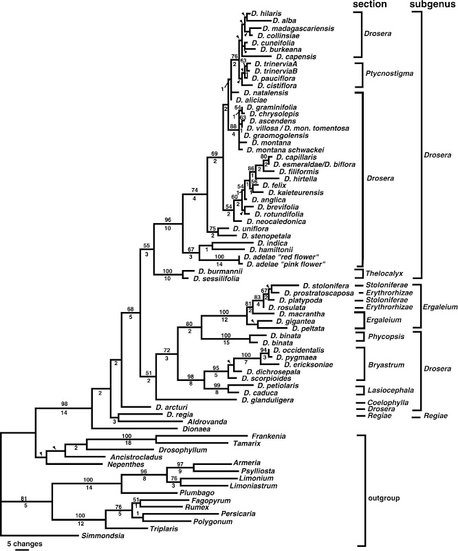 duda sobre polinizaciòn de droseras Familias%2520carnivoras