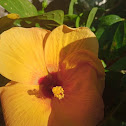 hibiscus