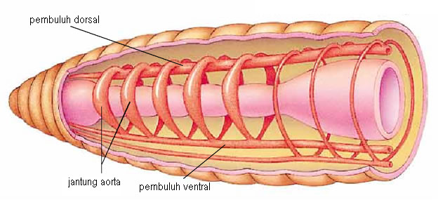 FastStoneEditor Sistem Transportasi (1) : Sistem transportasi pada Invertebrata