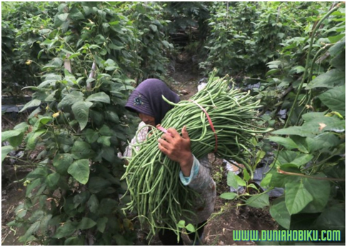 Cara Budidaya Tanaman Kacang Panjang Agar Berbuah Lebat - DUNIAHOBIKU