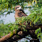 Marsh Harrier