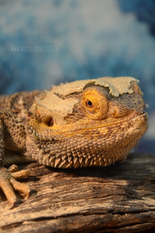 Grizzly (01) in der HäutungPogona vitticeps