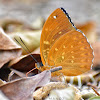 Common Archduke (male) \ पुतली