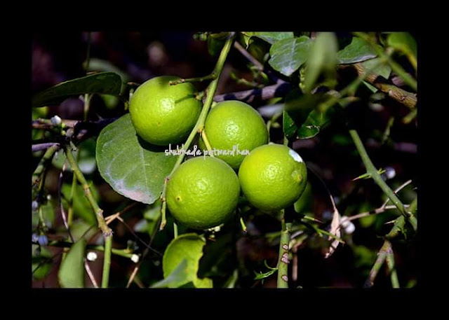 Citrus limon,Pune Maharashtra India