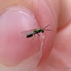 Parasitic wasp