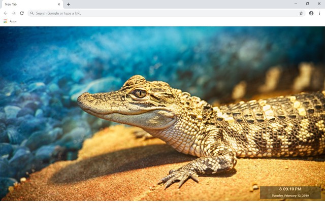 Alligator New Tab & Wallpapers Collection