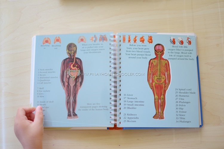 Introducing the Human Skeleton to Preschoolers