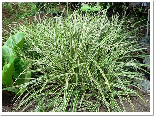 CAREX morrowii 'Ice Dance'