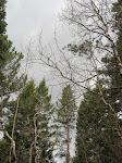 Looking up at the impending rain clouds